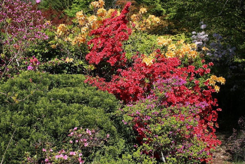 Jardin botanique de Gondremer, Autrey, Vosges, France, France
